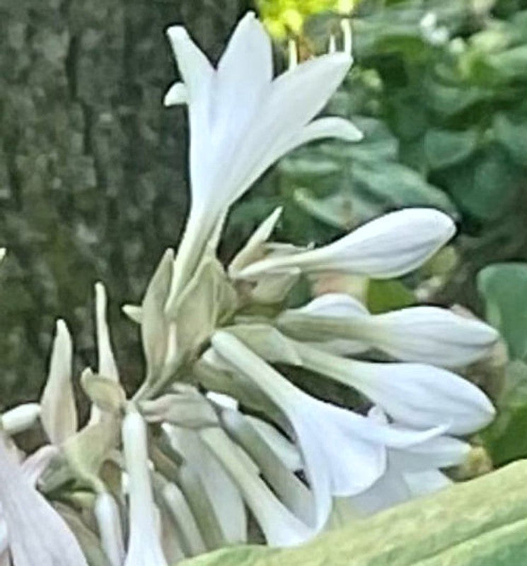 Hosta Mint Rushmore 5.25" Pot Well Rooted Perennial Shade Plant