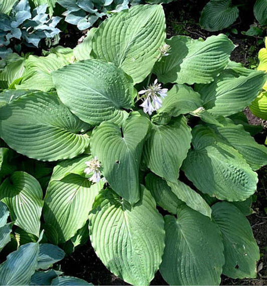 Hosta Mint Rushmore 5.25" Pot Well Rooted Perennial Shade Plant