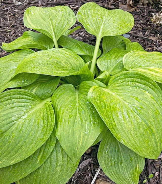 Hosta Mr. Mister 5.25" Pot Well Rooted Perennial Shade Plant