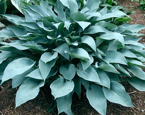 Hosta October Sky 5.25" Pot Well Rooted Perennial Shade Plant