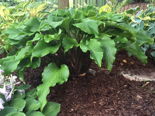 Hosta Peppermint Twist Perennial Shade Plant Wavy Leaves!
