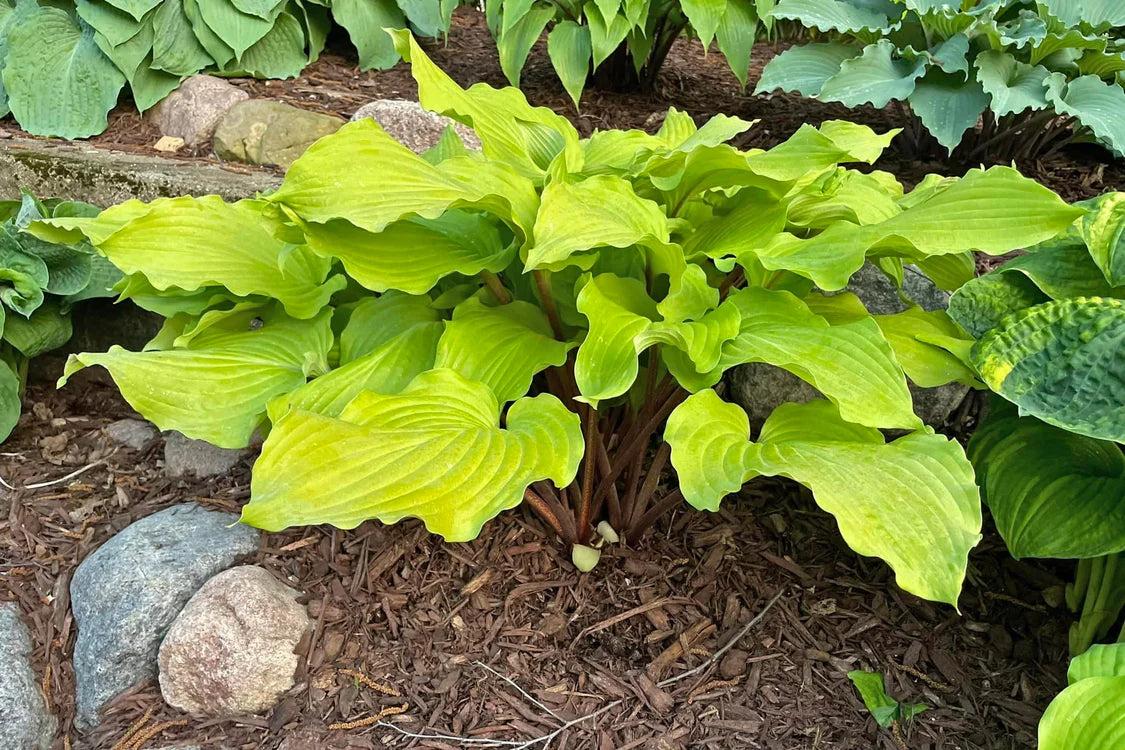 Hosta Phoenix Feathers 5.25" Pot Well Rooted Perennial Shade Plant