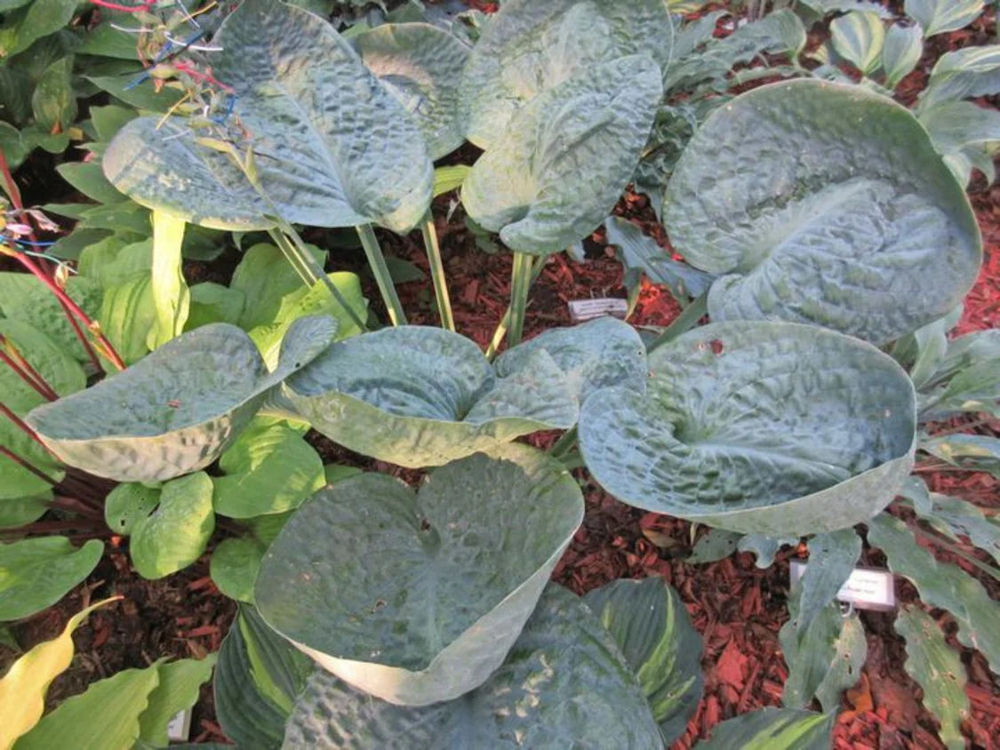 Hosta Around and Around 5.25" Pot Well Rooted Perennial Shade Plant