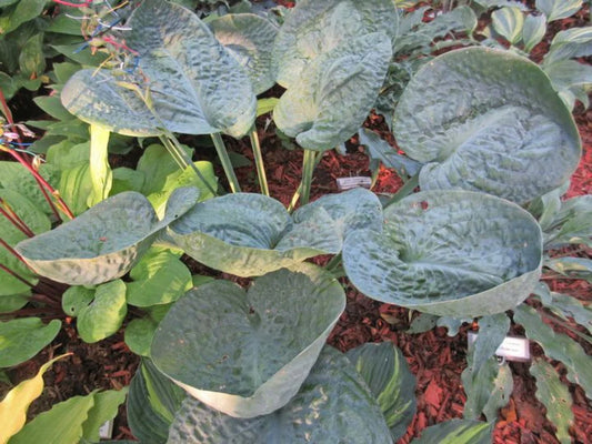 Hosta Around and Around 5.25" Pot Well Rooted Perennial Shade Plant