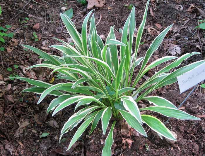 Hosta Sandhill Crane Perennial Shade Plant Unique
