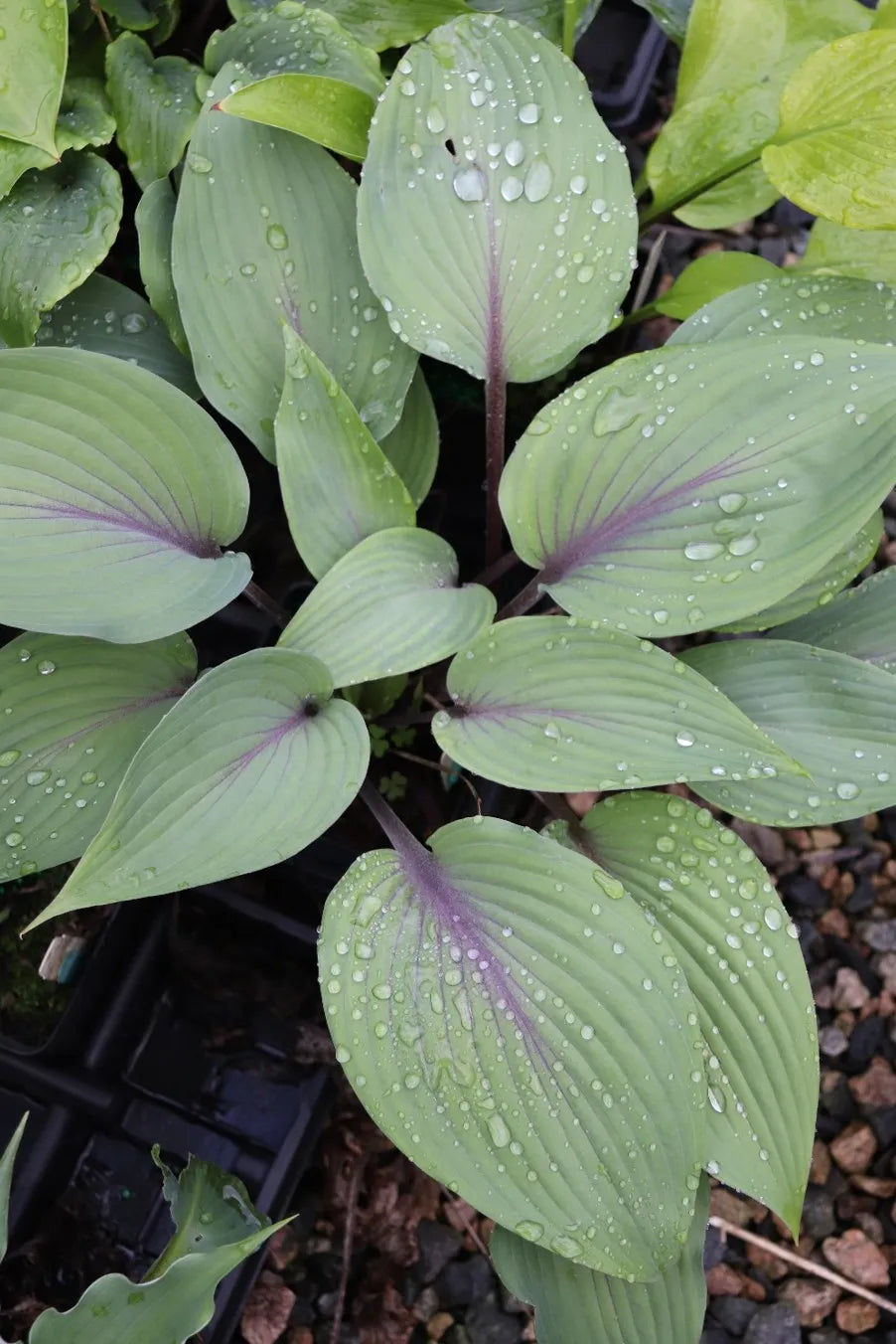 Hosta Sip of Wine 5.25" Pot Well Rooted Perennial Shade Plant