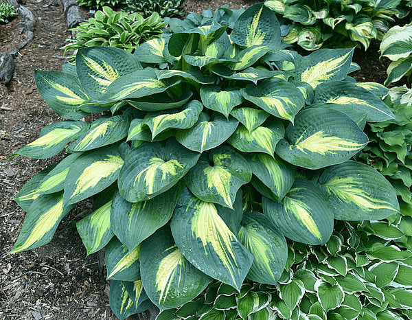 Hosta Smash Hit 5.25" Pot Well Rooted Perennial Shade Plant