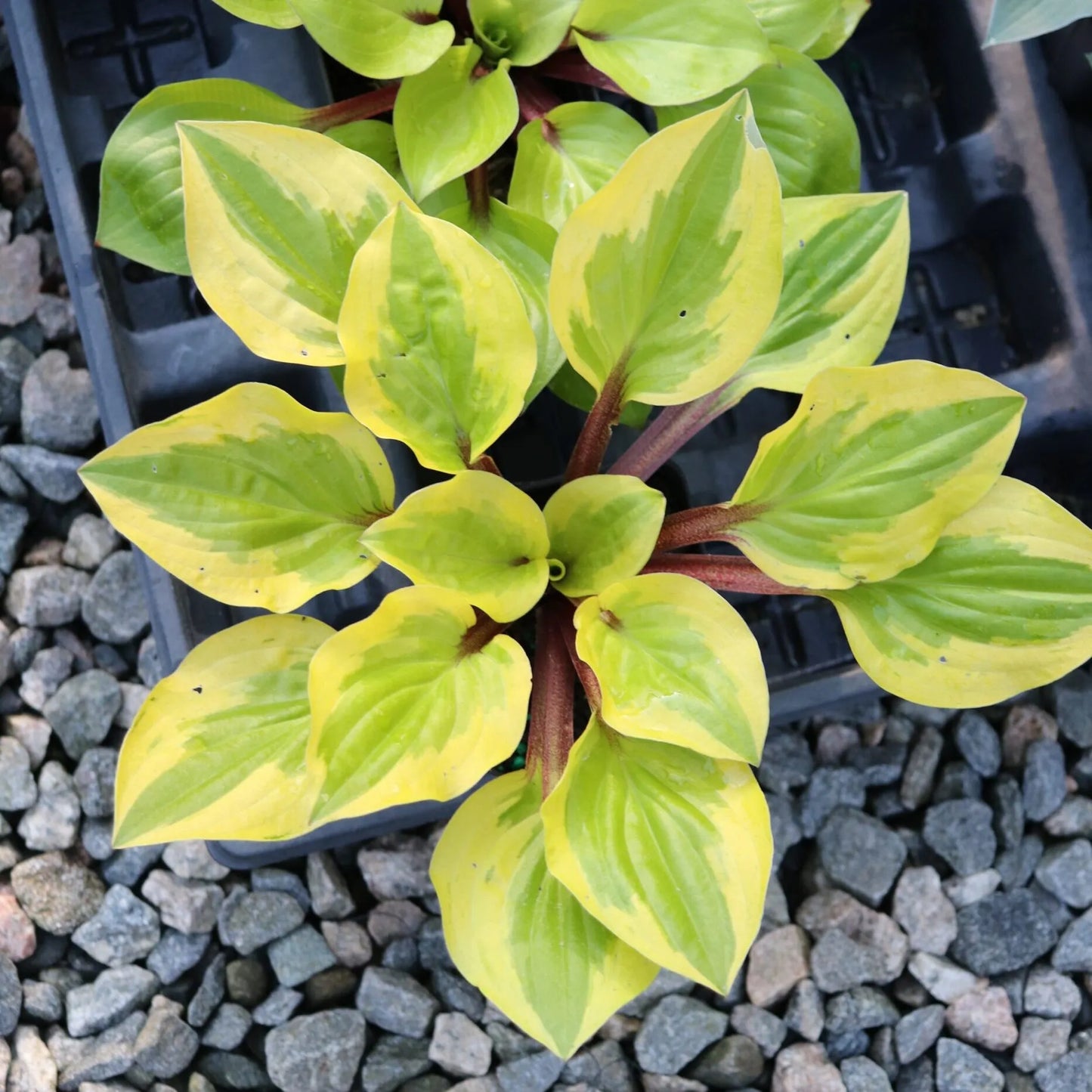 Hosta Stranded on a Sandbar 5.25" Pot Well Rooted Perennial Shade Plant