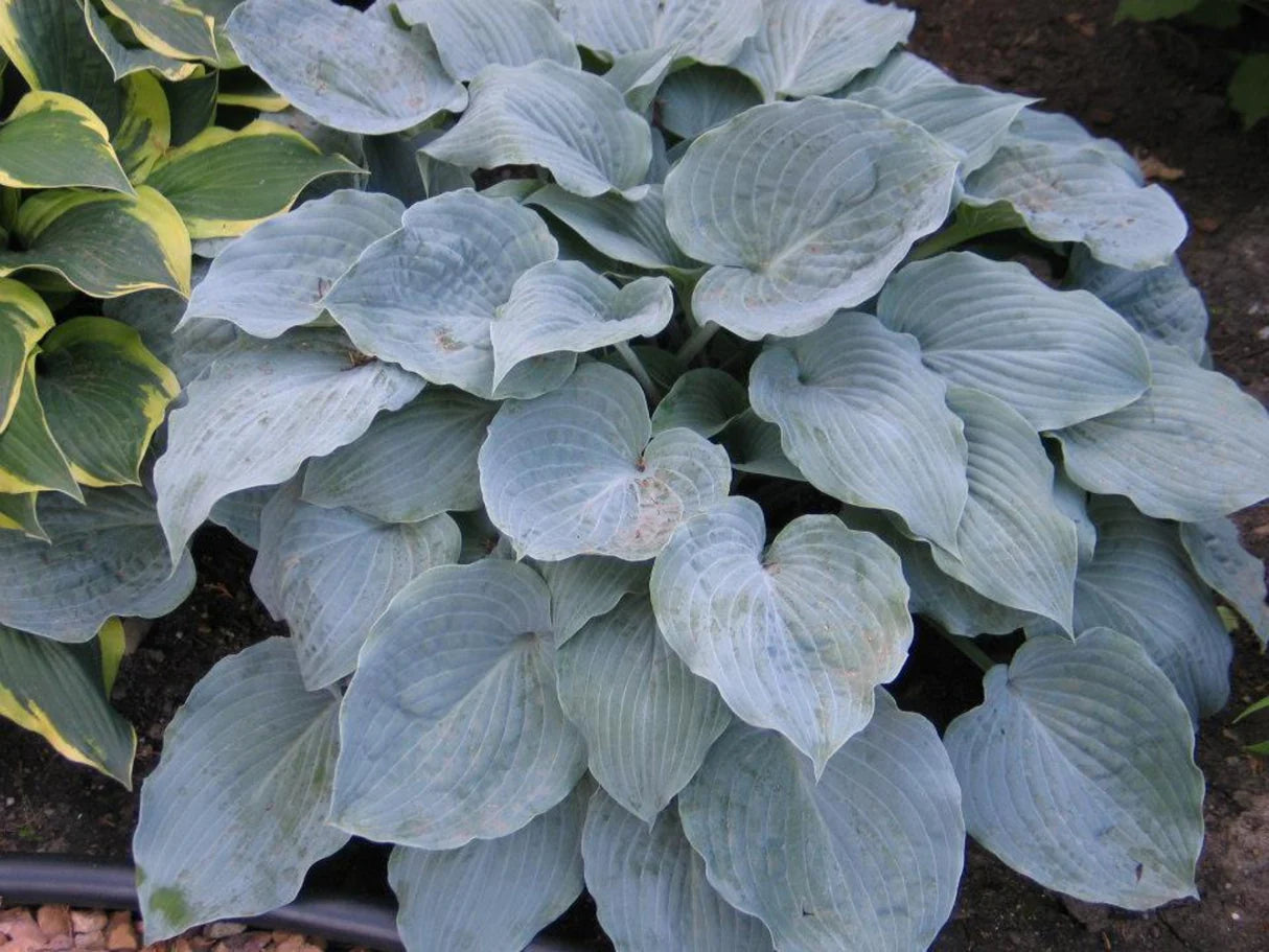 Hosta Sterling Medallion 5.25" Pot Well Rooted Perennial Shade Plant