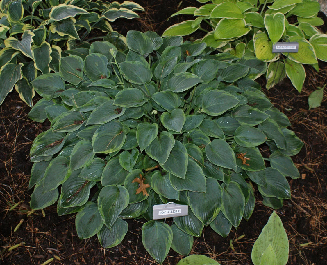 Hosta Toy Soldier 5.25" Pot Well Rooted Perennial Shade Plant