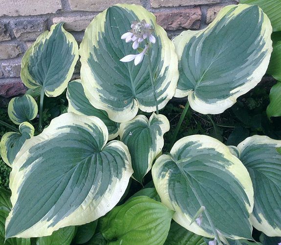 potted plant dreams Hosta Wildest Dreams 5.25" Pot Shade Perennial Gorgeous – Humble Hen Farm & Nursery