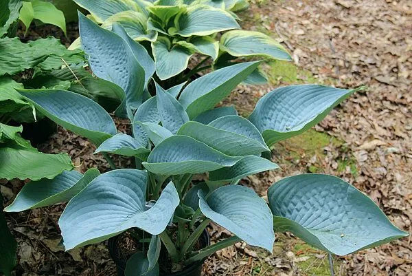 Hosta I'll Fly Away 5.25" Pot Well Rooted Perennial Shade Plant