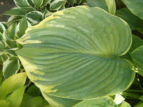 Hosta Backyard Monster 5.25" Pot Well Rooted Perennial Shade Plant