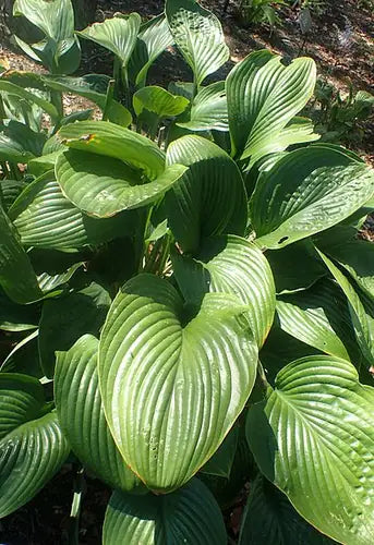 Hosta nigrescens Species 5.25" Pot Well Rooted Perennial Shade Plant