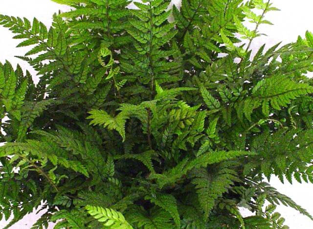 Korean Rock Fern 5.25" Pot Perennial Polystichum tsus-simense Evergreen