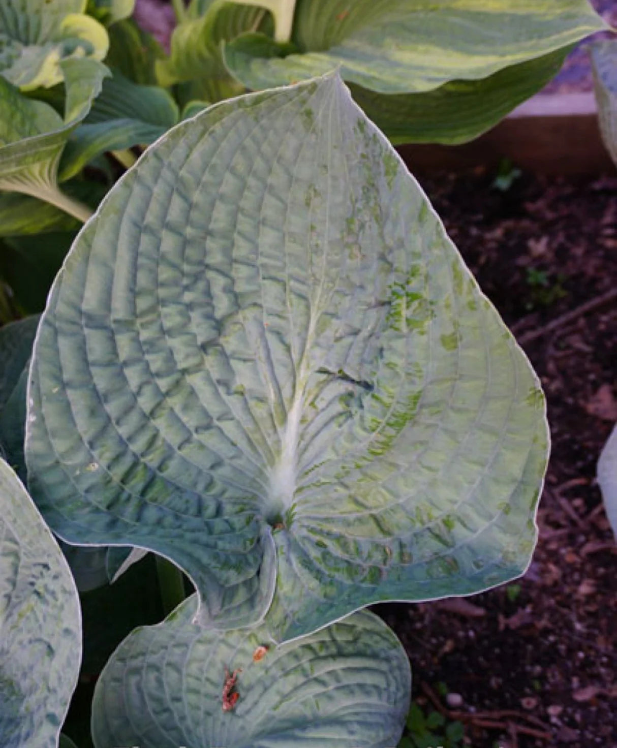 Hosta Flash Freeze 5.25" Pot Well Rooted Perennial Shade Plant