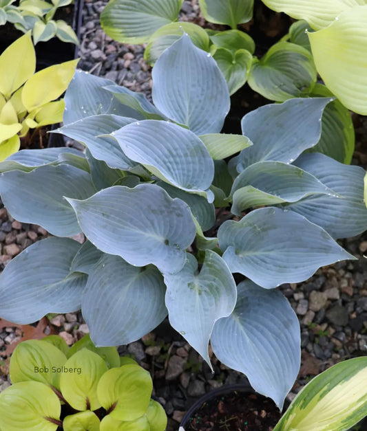 Hosta Chicago Blues 5.25" Pot Well Rooted Perennial Shade Plant