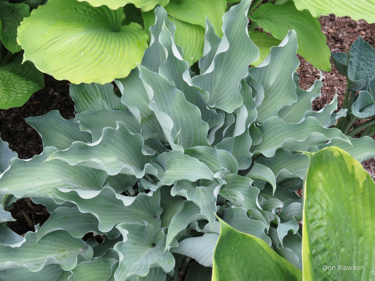 Hosta Frill Ride 5.25" Pot Well Rooted Perennial Shade Plant