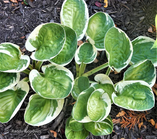 Hosta Hummingbird's Nest 5.25" Pot Well Rooted Perennial Shade Plant