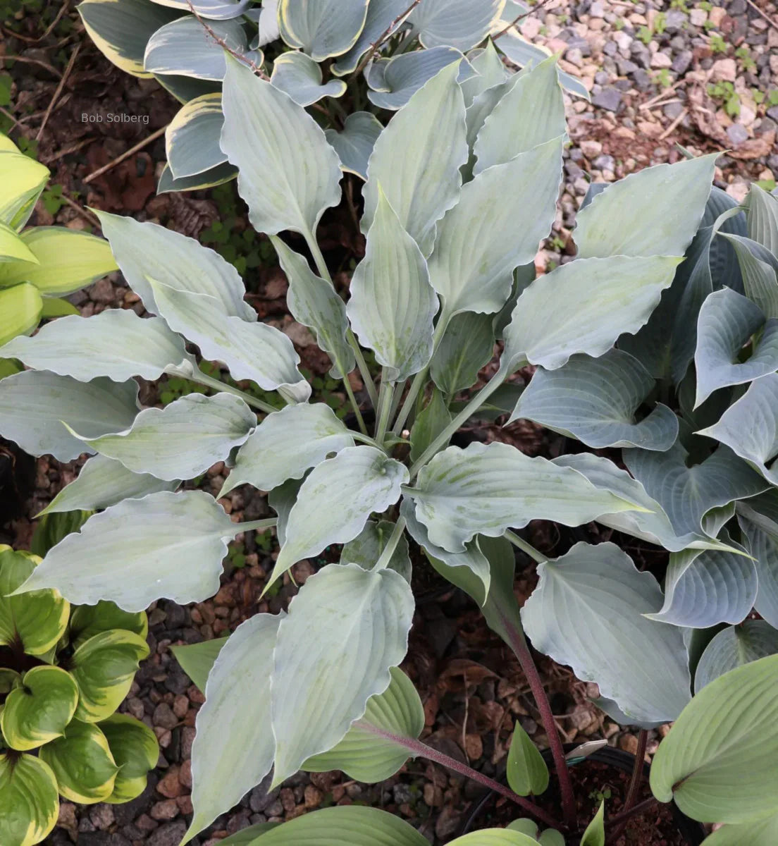 Hosta Buttonwood Bay 5.25" Pot Well Rooted Perennial Shade Plant