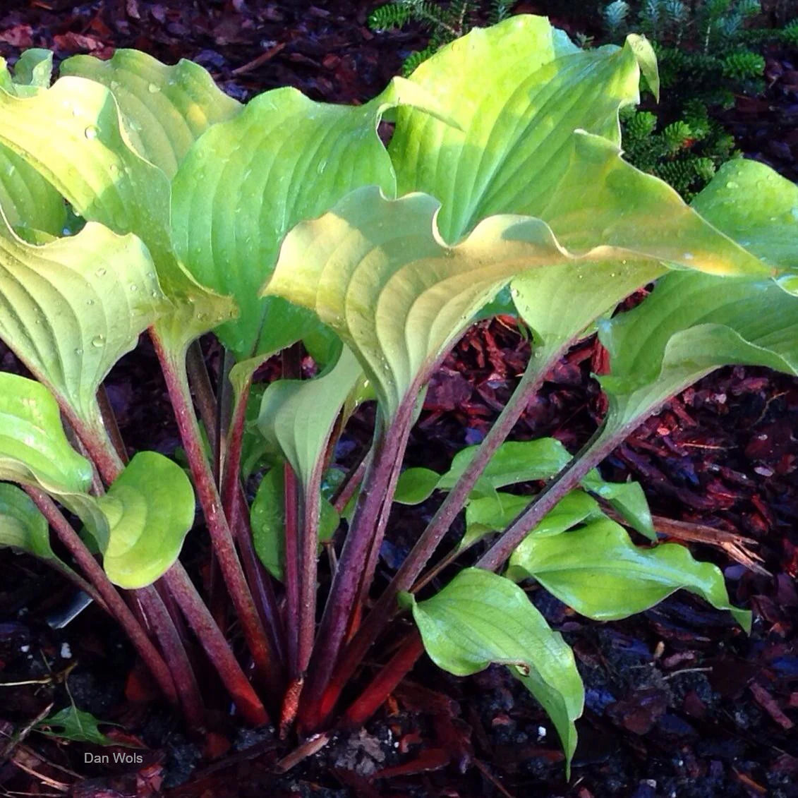 Hosta Phoenix Feathers 5.25" Pot Well Rooted Perennial Shade Plant