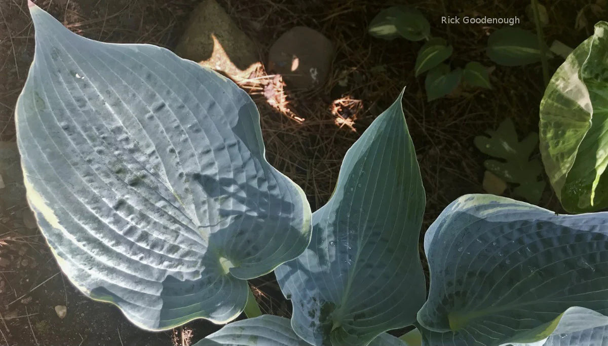 Hosta The Future King 5.25" Pot Well Rooted Perennial Shade Plant