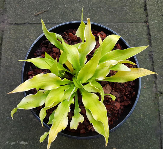 Hosta Wizard of Ahhhs 5.25" Pot Well Rooted Perennial Shade Plant