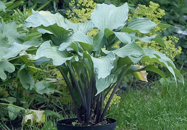 Hosta Red Wine Fries 5.25" Pot Well Rooted Perennial Shade Plant