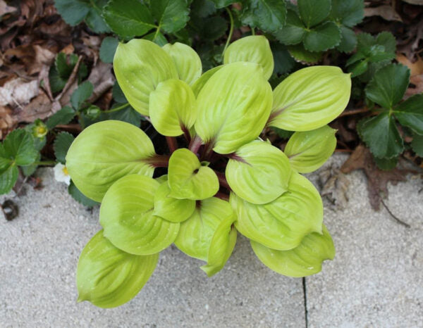 Hosta Lemon Kiss 5.25" Pot Well Rooted Perennial Shade Plant