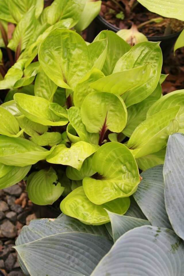 Hosta Lemon Snap 5.25" Pot Well Rooted Perennial Shade Plant