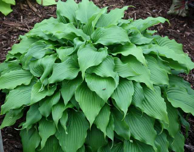 Hosta Pondering Parsippany 5.25" Pot Well Rooted Perennial Shade Plant