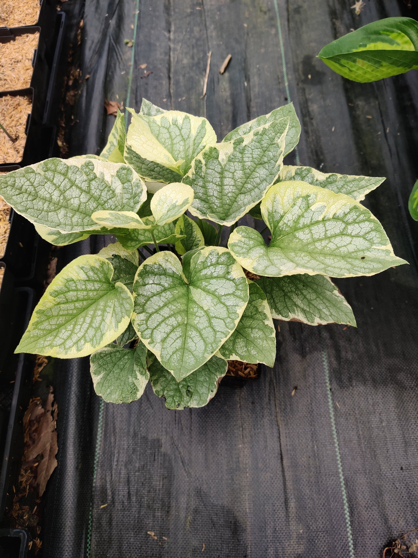 Brunnera King's Ransom Perennial Shade Plant Unique