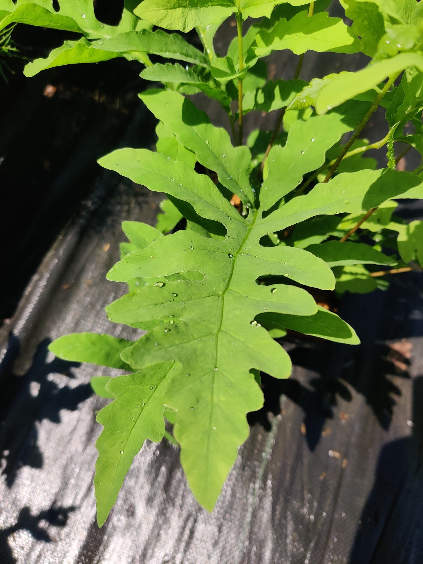 Onoclea sensibilis Fern Native Sensitive Fern 5.25" Pot Well Rooted Perennial