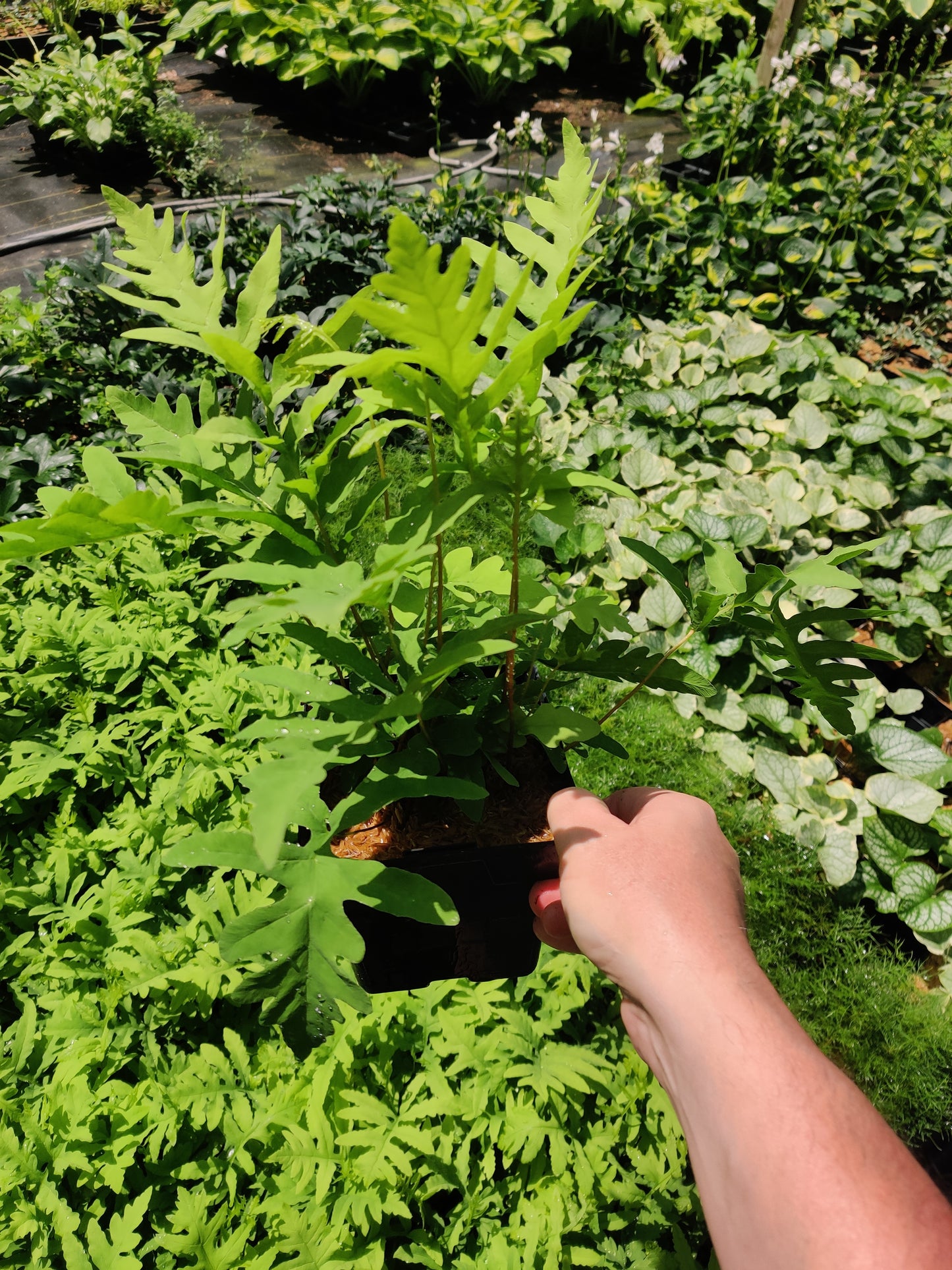 Onoclea sensibilis Fern Native Sensitive Fern 5.25" Pot Well Rooted Perennial