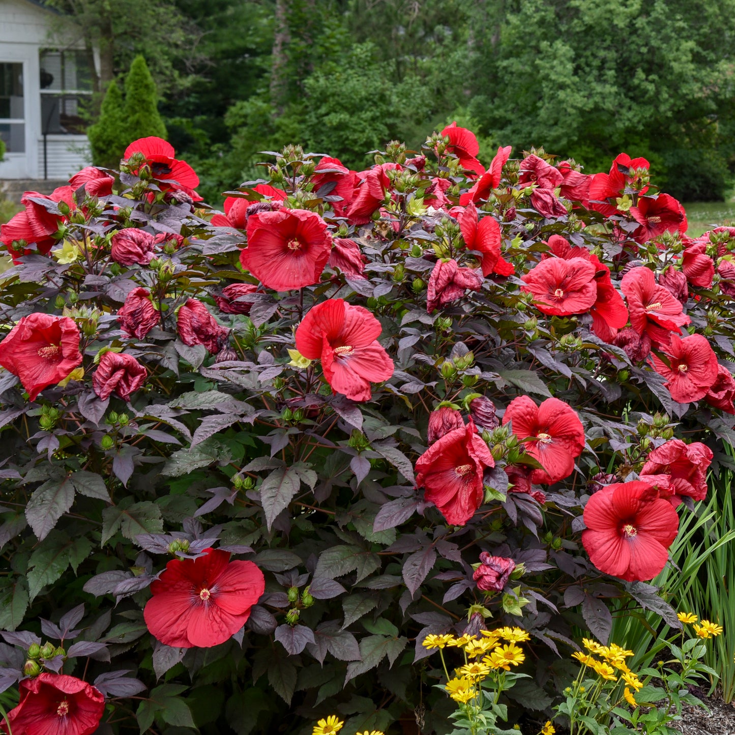 Hibiscus Holy Grail 5.25" Pot Well Rooted Perennial Proven Winners