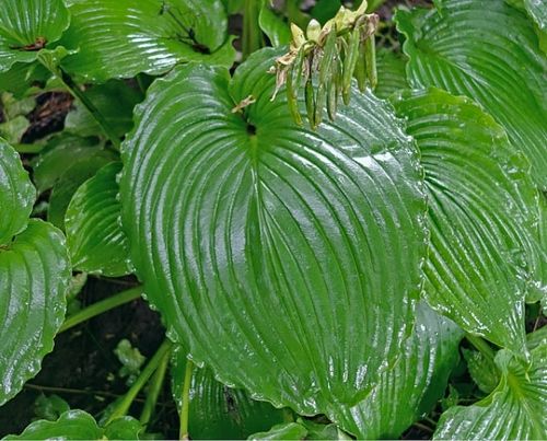 Hosta Earthquake 5.25" Pot Well Rooted Perennial Shade Plant
