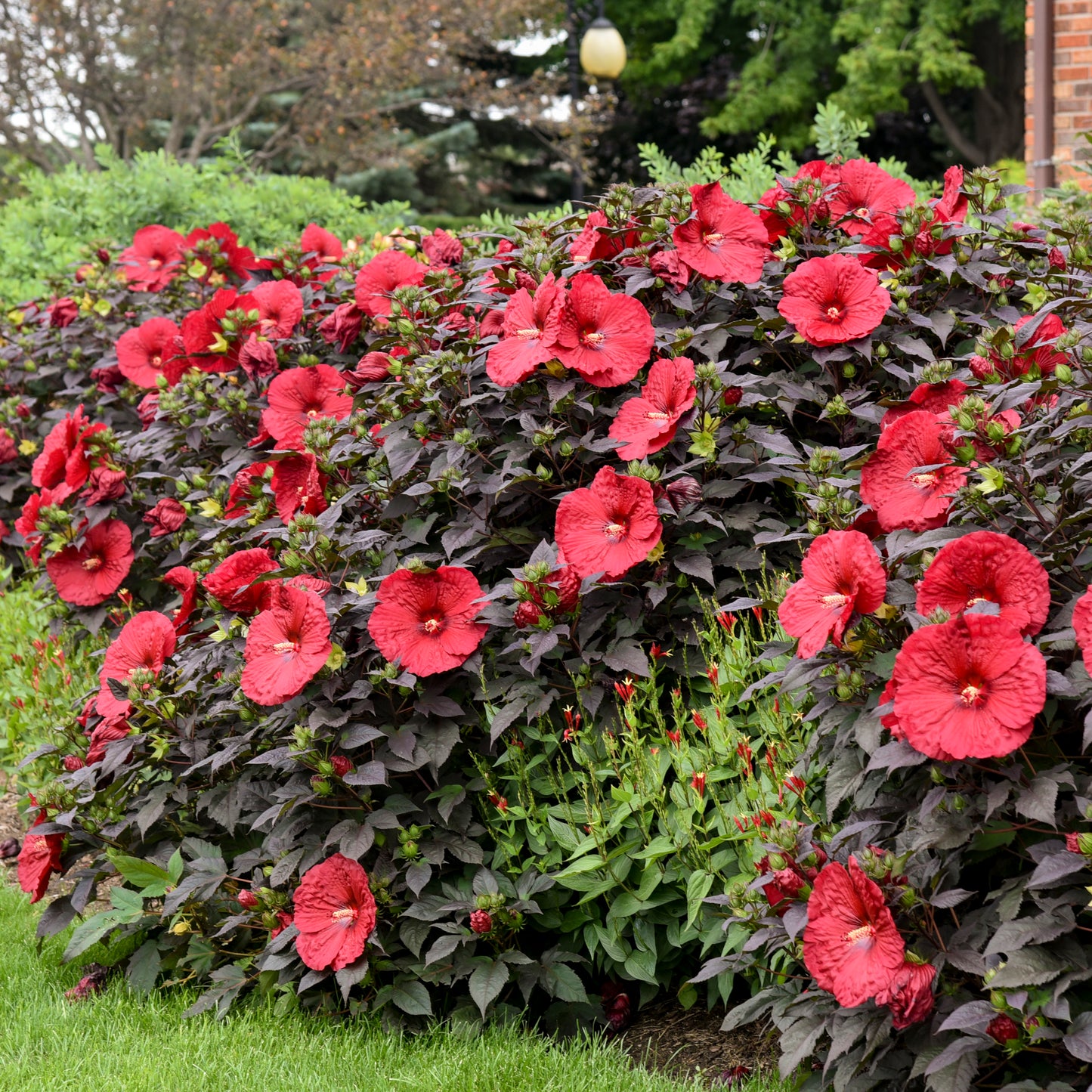 Hibiscus Holy Grail 5.25" Pot Well Rooted Perennial Proven Winners