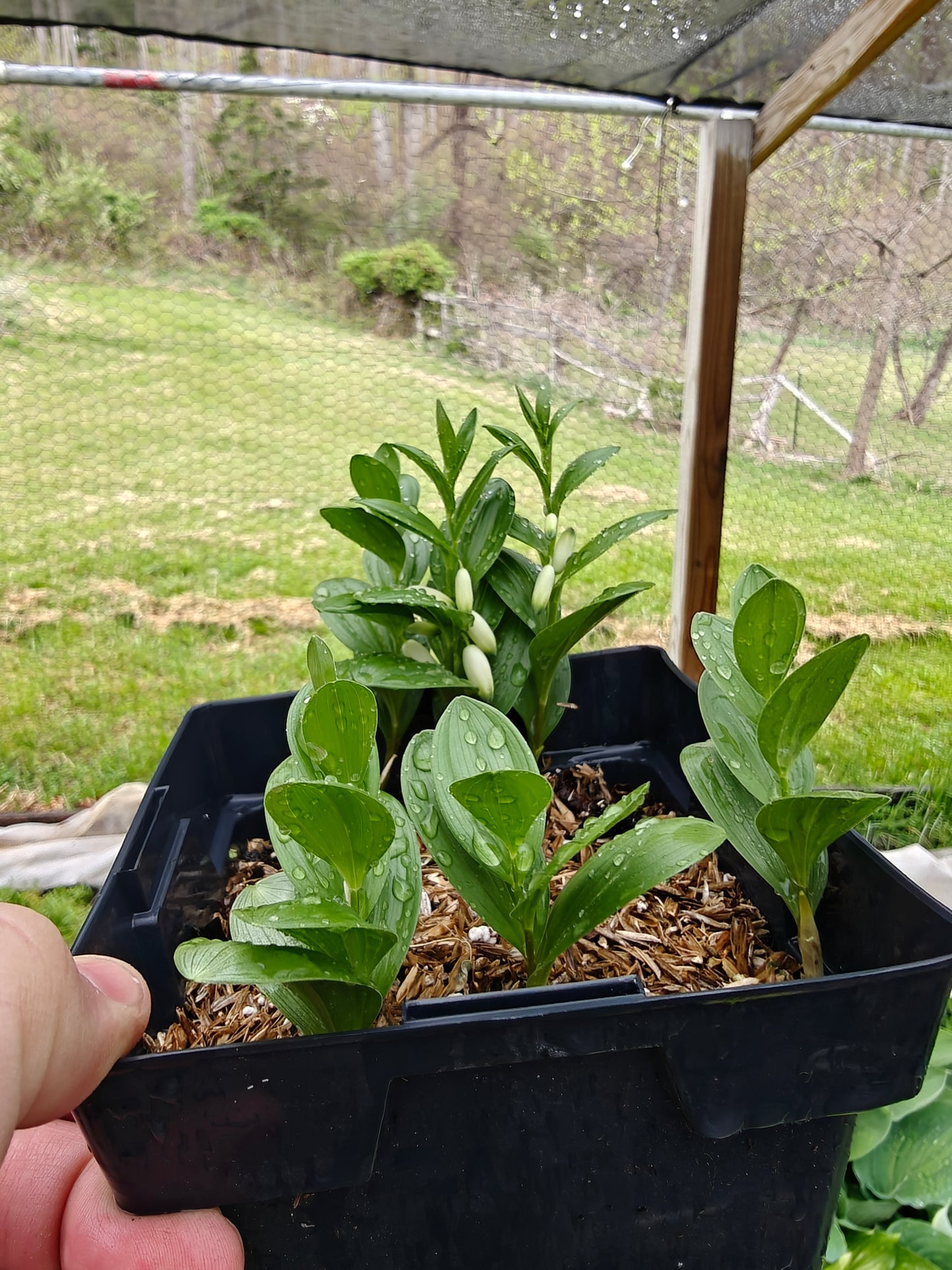 Polygonatum humile Dwarf 5.25" Pot Well Rooted Perennial Solomon's Seal