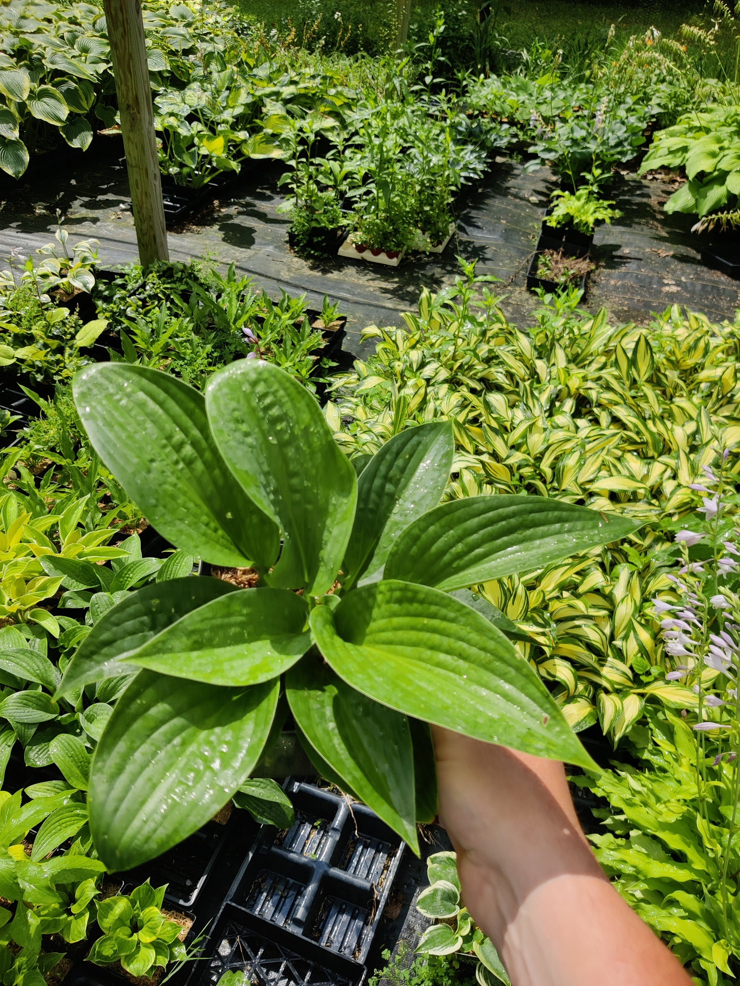 Hosta Earthquake 5.25" Pot Well Rooted Perennial Shade Plant