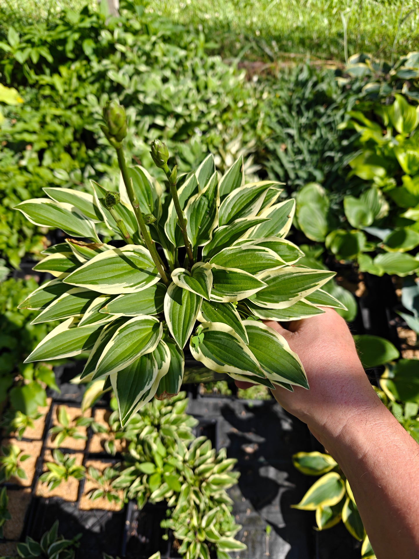Hosta Cosmic Dew 5.25" Pot Well Rooted Perennial Shade Plant