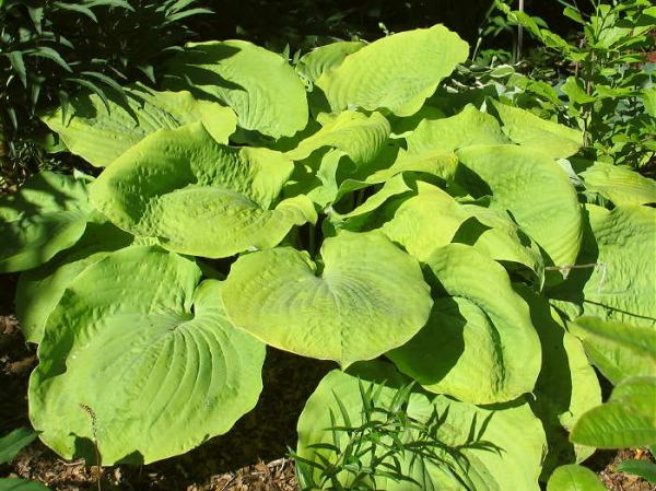 Hosta Lemon Meringue 5.25" Pot Well Rooted Perennial Shade Plant