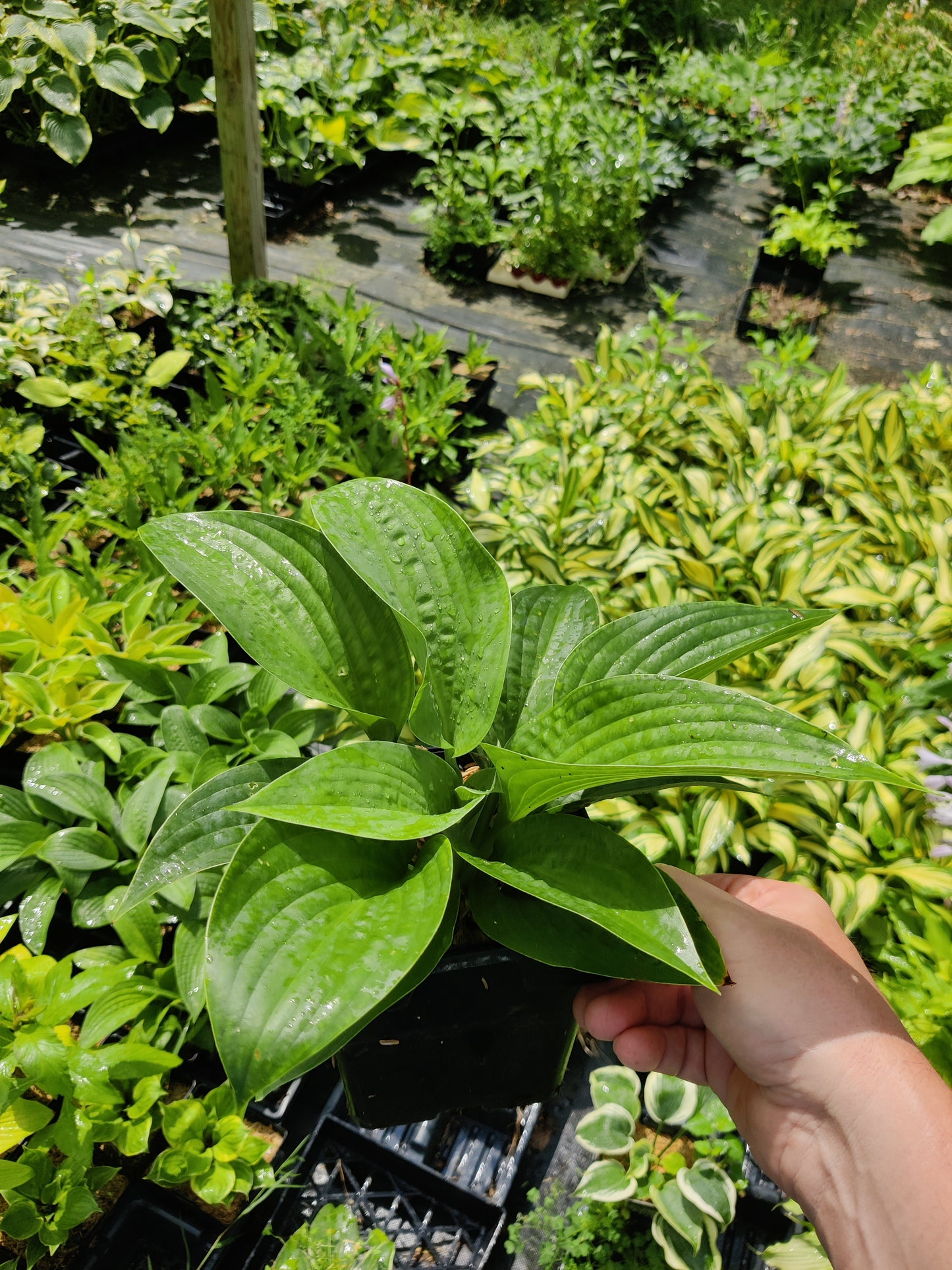 Hosta Earthquake 5.25" Pot Well Rooted Perennial Shade Plant