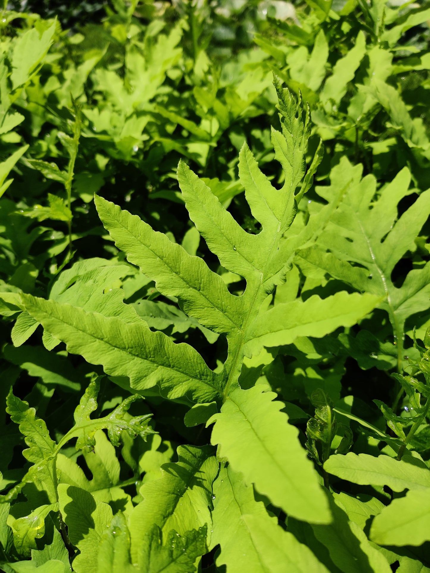 Onoclea sensibilis Fern Native Sensitive Fern 5.25" Pot Well Rooted Perennial