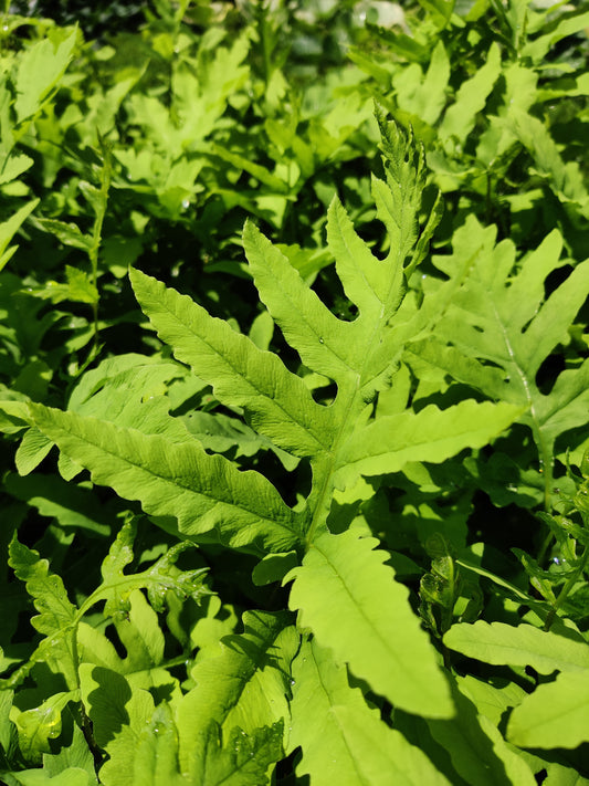 Onoclea sensibilis Fern Native Sensitive Fern 5.25" Pot Well Rooted Perennial