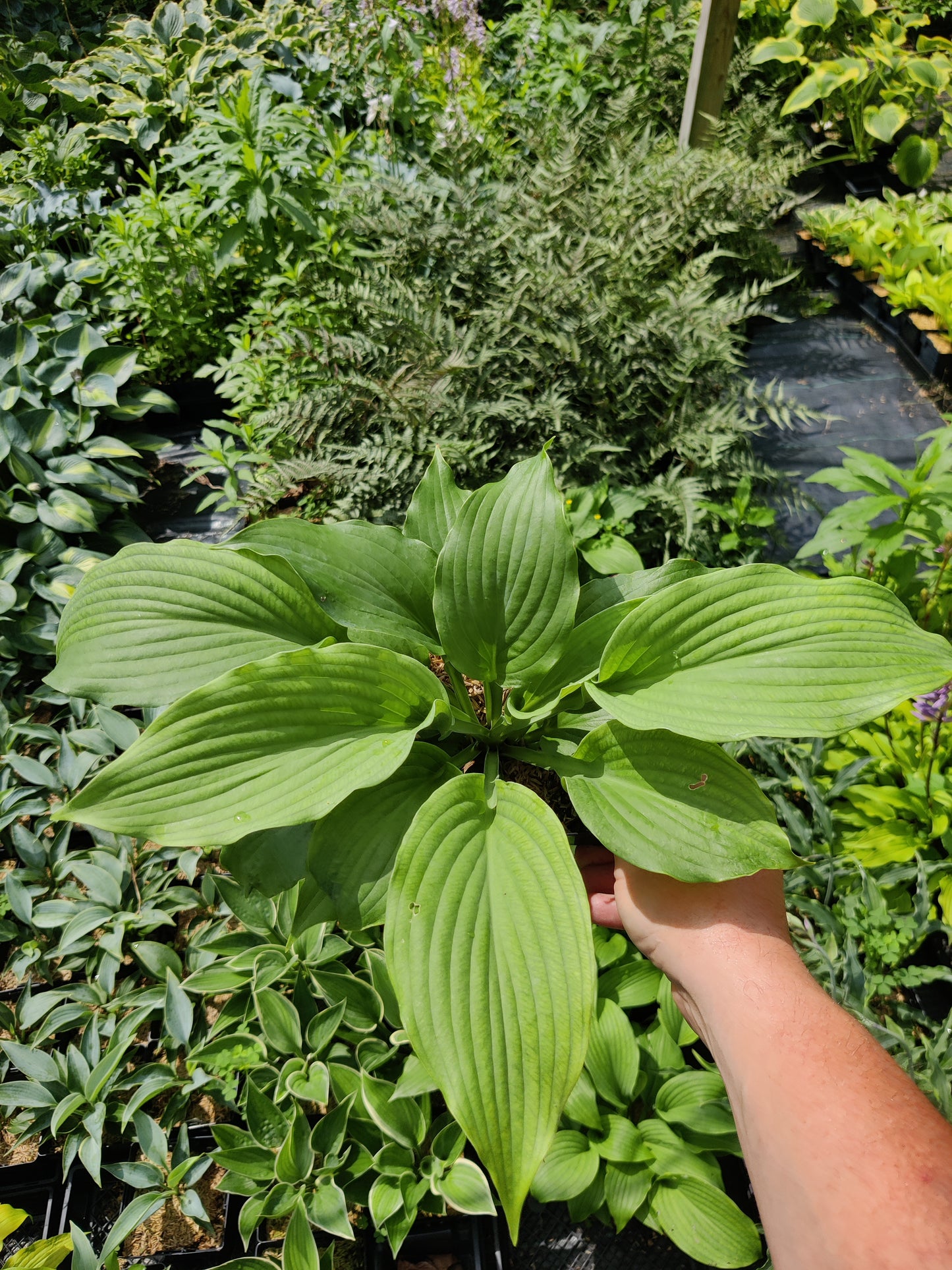 Hosta Earthquake 5.25" Pot Well Rooted Perennial Shade Plant