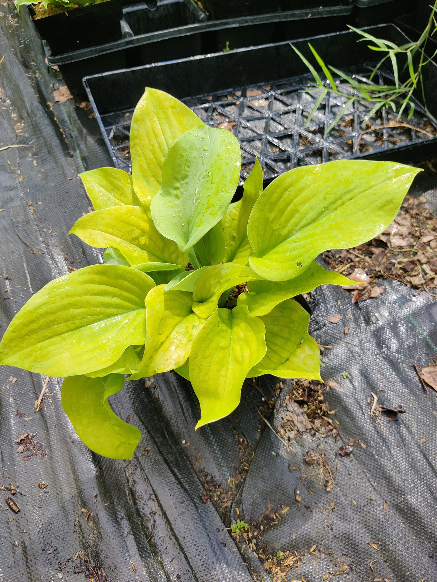 Hosta Lemon Meringue 5.25" Pot Well Rooted Perennial Shade Plant