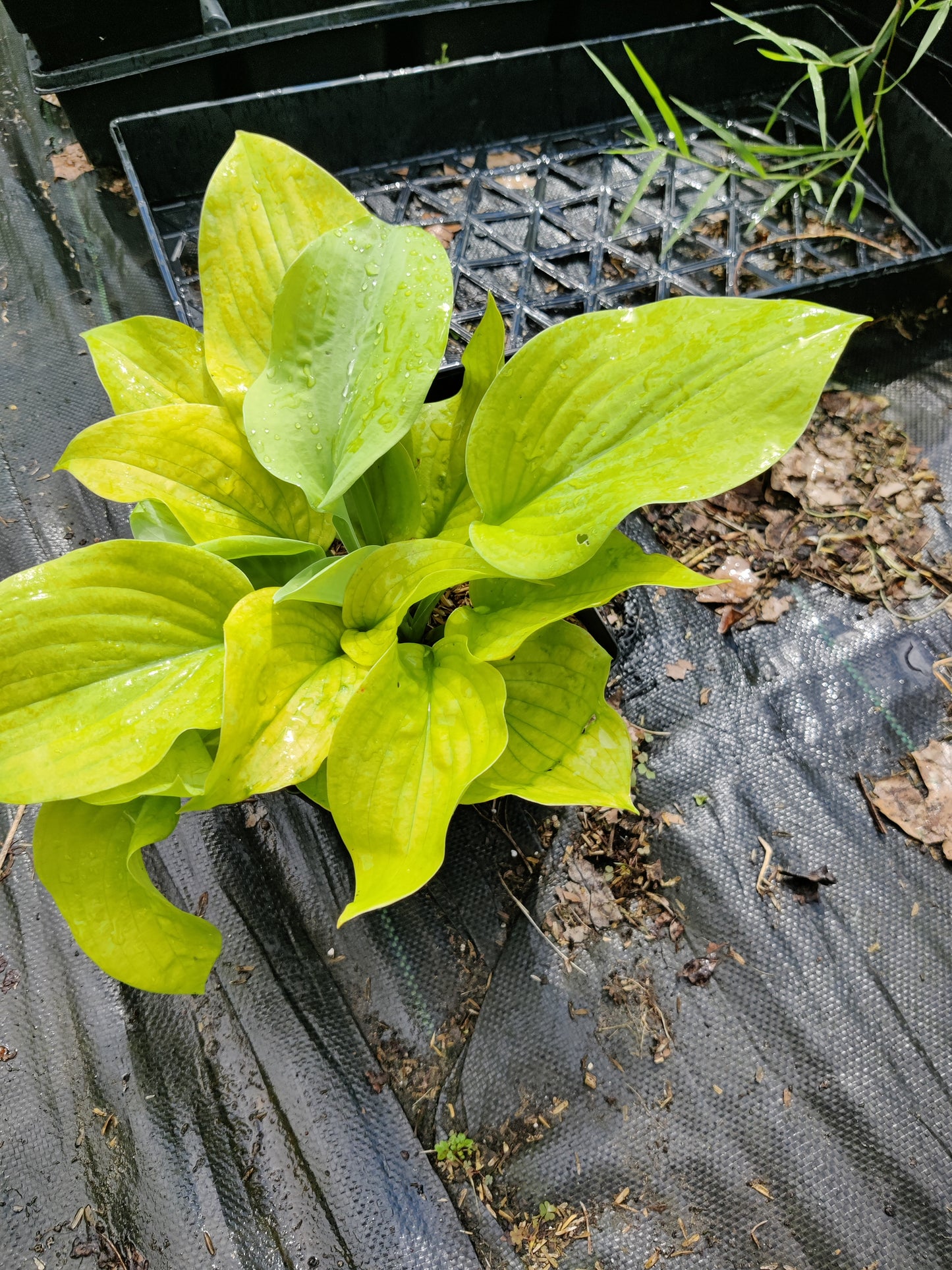 Hosta Lemon Meringue 5.25" Pot Well Rooted Perennial Shade Plant