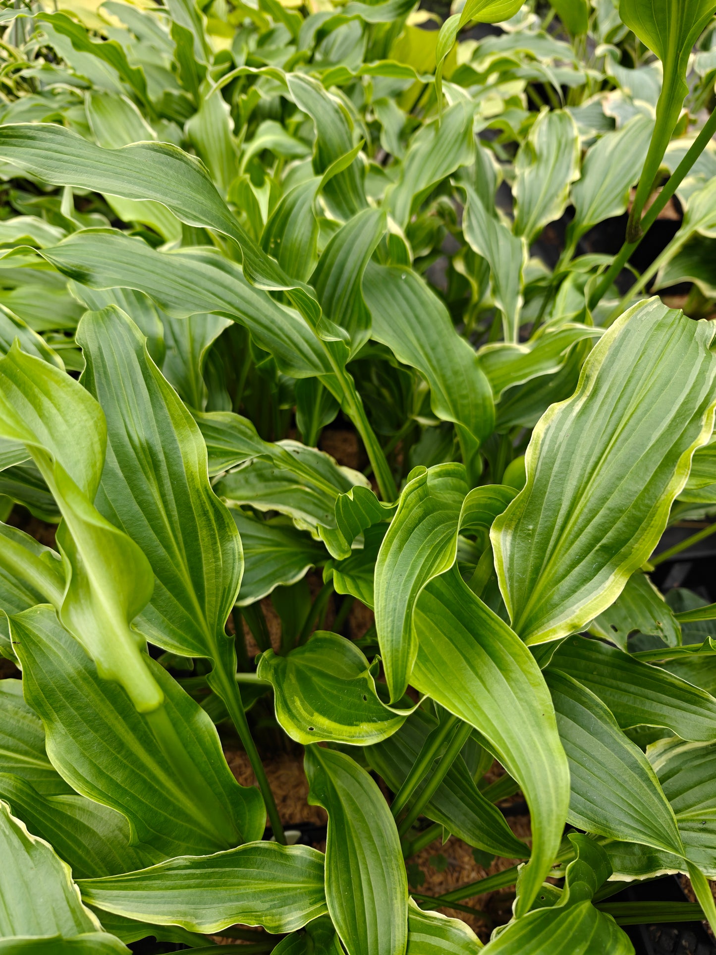 Hosta Three Coins 5.25" Pot Well Rooted Perennial Shade Plant