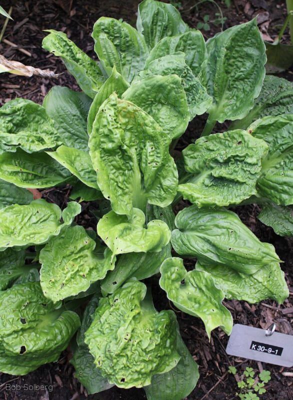 Hosta Road Rage 5.25" Pot Well Rooted Perennial Shade Plant