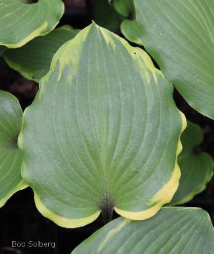 Hosta Sugar Cookie 5.25" Pot Well Rooted Perennial Shade Plant